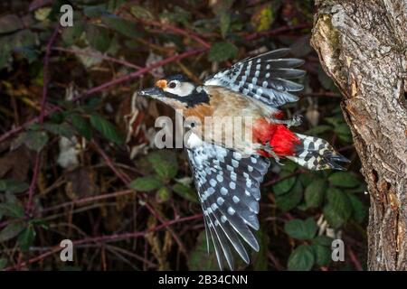 Grande picchio macchiato (Picoides Major, Dendrocopos Major), femmina a partire da un albero fusto, Germania, Baden-Wuerttemberg Foto Stock