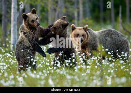 Orso bruno europeo (Ursus arctos artos), con due cuccioli di orso in un prato di cotone-erba, Finlandia, Karelia, Suomussalmi Foto Stock