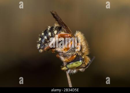 Ape da taglio a foglia (Anthidium punctatum), collectes facsimile, zeppata, Germania Foto Stock