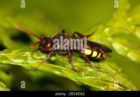 Nomad Bee di Lathbury (Nomada Lathburiana), su una filiale, in Germania Foto Stock