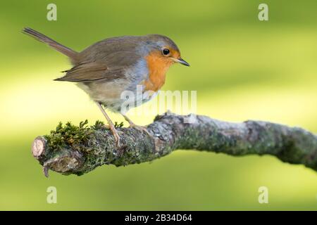 Rapina europea (Erithacus rubecula), seduta su un ramo, Paesi Bassi, Naarden Foto Stock