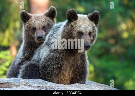 Orso bruno europeo (Ursus arctos artos), due cuccioli di orso che giocano, Finlandia, Karelia, Suomussalmi