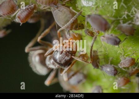 Formica nera, formica nera comune, formica giardino (Lasius niger), che guardia un gregge di afidi, Germania, Baviera, Niederbayern, Bassa Baviera Foto Stock