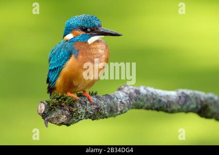 Fiume kingfisher (Alcedo atthis), seduto su un ramo, Paesi Bassi, Naarden Foto Stock