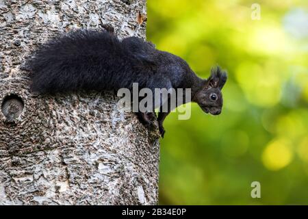 Scoiattolo rosso europeo, scoiattolo rosso eurasiatico (Sciurus vulgaris), varietà nera in un tronco d'albero, Germania, Baden-Wuerttemberg Foto Stock