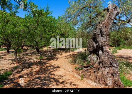 Olivo (Olea europaea ssp. Sativa), olivo vecchio a gignarled in un boschetto, Spagna, Katalonia Foto Stock