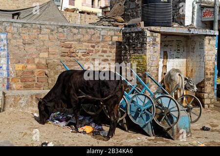 Jodhpur, Rajasthan, india. 19th Gen 2014. Mucca per le strade di Jodhpur, Rajasthan, India. Credit: Bernard Menigault/Alamy Foto D'Archivio Foto Stock