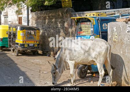 Jodhpur, Rajasthan, india. 19th Gen 2014. Mucca per le strade di Jodhpur, Rajasthan, India. Credit: Bernard Menigault/Alamy Foto D'Archivio Foto Stock