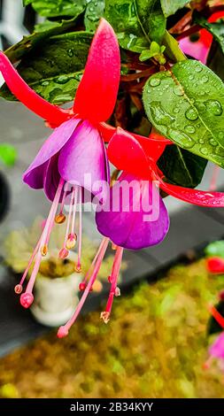 Closeup verticale colpo di fiori di fucsia su una pianta con gocce di pioggia sulle foglie Foto Stock