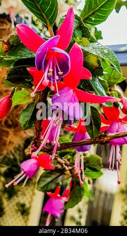 Closeup verticale colpo di fiori di fucsia su una pianta con foglie sullo sfondo Foto Stock