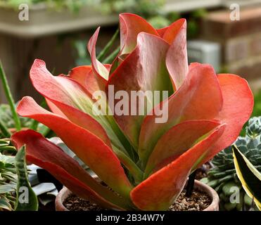 Primo piano di foglie rosse di pagaia pianta. Foto Stock