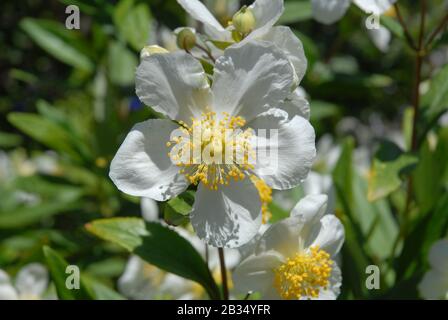 Anemone ad albero, conosciuto anche come Carpenteria californica Foto Stock