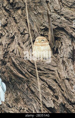 gufo macchiato arroccato in un buco in un albero Foto Stock