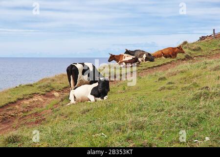 Rapa Nui. Mucche Nel Vulcano Rano Kau, Rapa Nui, Isola Di Pasqua, Cile Foto Stock