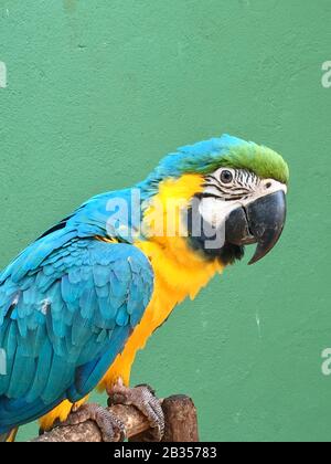 Ritratto pappagallo Macaw blu e giallo Foto Stock