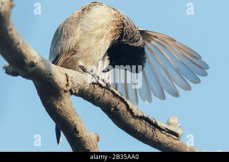 Bulbul con ventilazione rossa nel suo habitat naturale Foto Stock