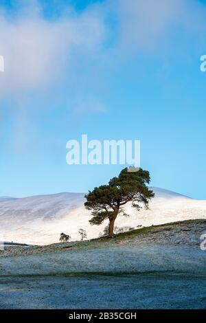 Pinus sylvestris. Singolo pino scozzese nella campagna di confine scozzese wintry. Scozia Foto Stock