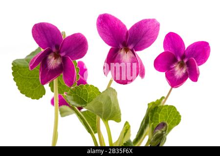 Viola odorata Rosso Fiori Fascino isolato su bianco Foto Stock