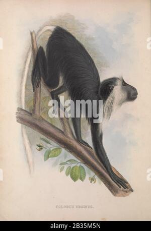 Colobus ursinus Del libro Zoologia typica; oppure, figure di animali e uccelli nuovi e rari descritti nei procedimenti, o esposti nelle collezioni della Società Zoologica di Londra. Di Fraser, Louis. Società Zoologica Di Londra. Pubblicato dall'autore a Londra, marzo 1847 Foto Stock