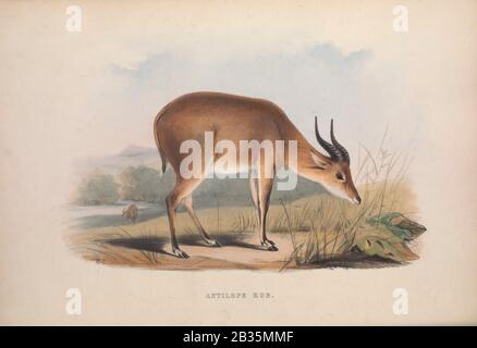 Antelope Kob Del libro Zoologia typica; oppure, figure di animali e uccelli nuovi e rari descritti nei procedimenti, o esposti nelle collezioni della Società Zoologica di Londra. Di Fraser, Louis. Società Zoologica Di Londra. Pubblicato dall'autore a Londra, marzo 1847 Foto Stock