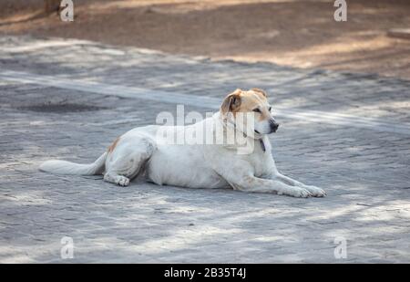Un cane bianco abbandonato si riposa su un vecchio sentiero lastricato in pietra, Atene, Grecia. Foto Stock
