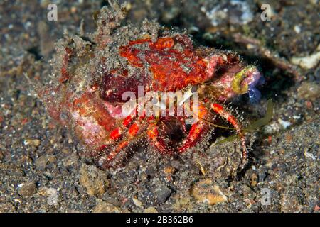 Granchio Eremita, Stretto Di Lembeh, Indonesia Foto Stock