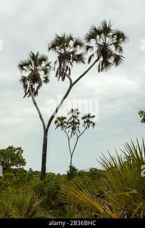 Doum palme in Kenya rurale contro cielo chiaro Foto Stock