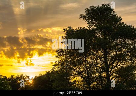 Alba attraverso un albero. Sole che sorge tra gli alberi in estate nel Regno Unito. Foto Stock