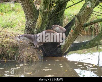 Due Otters su una base ad albero Foto Stock