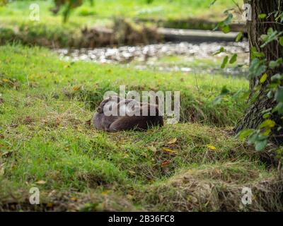 Due lontre Che Si Accoccolano su una Grass Bank Foto Stock