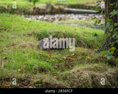 Due lontre Che Si Accoccolano su una Grass Bank Foto Stock