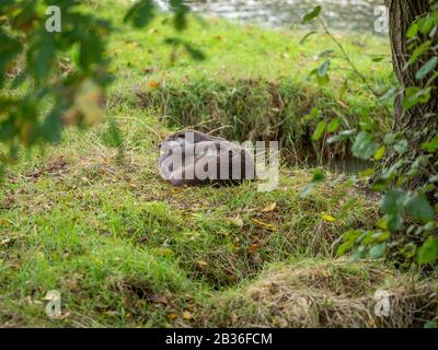 Due lontre Che Si Accoccolano su una Grass Bank Foto Stock