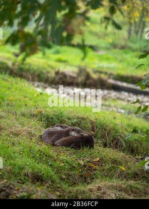 Due lontre Che Si Accoccolano su una Grass Bank Foto Stock