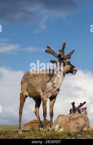 Mongolia, provincia di Khovsgol, nei pressi di Tsagaannuur, Taiga occidentale, campo di Tsaatan, mandria di renne, altitudine 2203 metri Foto Stock