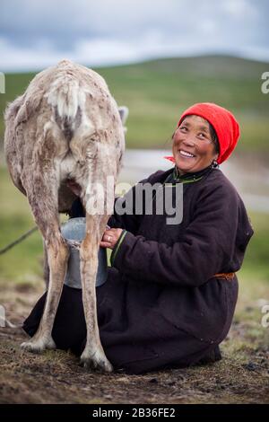 Mongolia, provincia di Khovsgol, vicino a Tsagaannuur, Taiga occidentale, campo di Tsaatan, donna Tsaatan che mungono una renna, altitudine 2203 metri Foto Stock