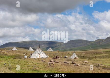 Mongolia, provincia di Khovsgol, nei pressi di Tsagaannuur, Taiga occidentale, campo di Tsaatan e mandria di renne, altitudine 2203 metri Foto Stock