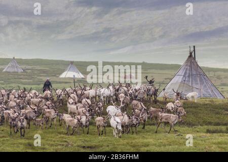 Mongolia, provincia di Khovsgol, nei pressi di Tsagaannuur, Taiga occidentale, campo di Tsaatan e mandria di renne, altitudine 2203 metri Foto Stock