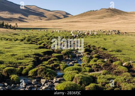 Mongolia, provincia di Tov, Parco Nazionale di Gorkhi-Terelj, mandria di capre e pecore che bevono nella steppa erbosa Foto Stock