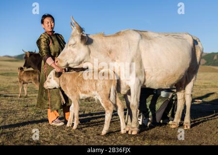 Mongolia, provincia di Tov, Parco Nazionale di Gorkhi-Terelj, giovane donna e mandria di mucche Foto Stock