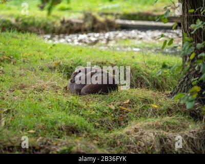 Due lontre Che Si Accoccolano su una Grass Bank Foto Stock