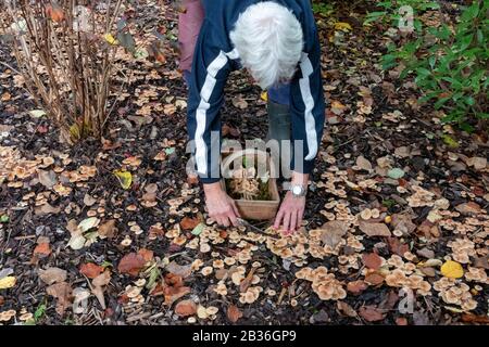 Francia, Bas Rhin, Scotch Bonnet (Marasmius oreades Foto Stock