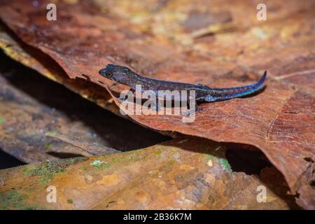 Francia, Guiana francese, area inesplorata al confine tra il cuore del Parco Amazzonico della Guiana francese e la Riserva Naturale Nazionale di Trinidad, fine della stagione secca, missione scientifica multidisciplinare di inventario Haut Koursibo, Dwarf Gecko da Amazzonia (Chatogekko amazonicus) sulle foglie morte della crescita underletter tropicale Foto Stock