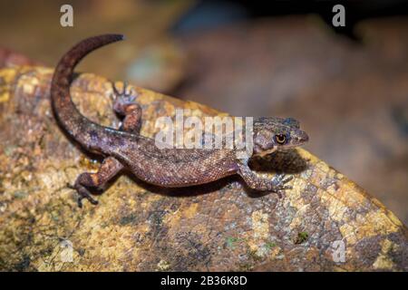 Francia, Guiana francese, area inesplorata al confine tra il cuore del Parco Amazzonico della Guiana francese e la Riserva Naturale Nazionale di Trinidad, fine della stagione secca, missione scientifica multidisciplinare di inventario Haut Koursibo, Dwarf Gecko da Amazzonia (Chatogekko amazonicus) sulle foglie morte della crescita underletter tropicale Foto Stock
