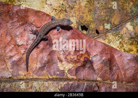 Francia, Guiana francese, area inesplorata al confine tra il cuore del Parco Amazzonico della Guiana francese e la Riserva Naturale Nazionale di Trinidad, fine della stagione secca, missione scientifica multidisciplinare di inventario Haut Koursibo, Dwarf Gecko da Amazzonia (Chatogekko amazonicus) sulle foglie morte della crescita underletter tropicale Foto Stock