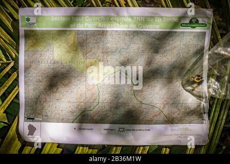 Francia, Guiana francese, area inesplorata al confine tra il cuore del Parco Amazzoniano della Guiana Francese e La Riserva Naturale Nazionale della Trinità, fine della stagione secca, missione scientifica di inventario pluridisciplinare Haut Koursibo, mappa topografica della spedizione e raccolto esemplare di Dendrobate Tapir o Dendrobate tinto (Dendrobates tinctorius) Foto Stock