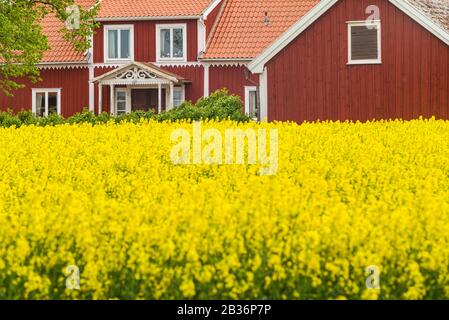 Svezia, Sud-Est Svezia, Lago Vattern Area, Renstad, Fattoria, Primavera Foto Stock