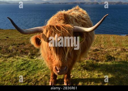 Highland Cow (Heilan Coo) Penisola Di Applecross, Highland Scozia Foto Stock