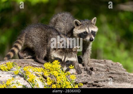 United Sates, Minnesota, Raccoon (procione lotor), in un albero, prigioniero Foto Stock