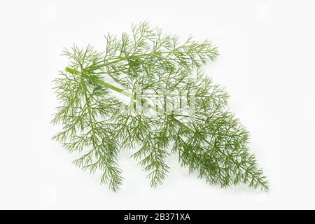 Finocchio erba fresca isolato su sfondo bianco. Erbe aromatiche. Foeniculum vulgare Foto Stock