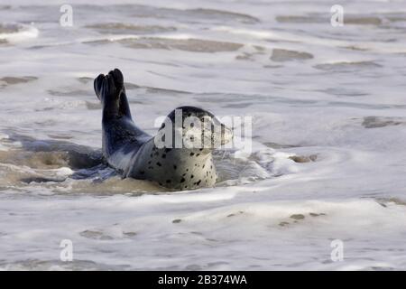 Seehund (Phoca vitulina) in der Brandung Foto Stock